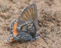 Euphilotes battoides