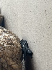 Aeronautes saxatalis