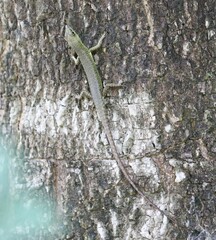 Emoia concolor