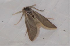 Acentria ephemerella