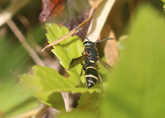 Parancistrocerus pensylvanicus