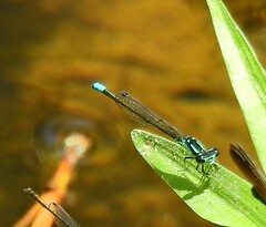 Enallagma geminatum