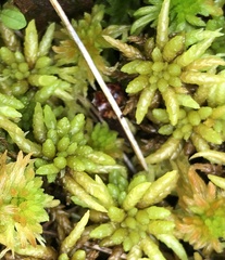 Sphagnum imbricatum