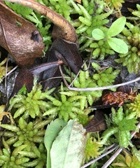 Sphagnum imbricatum