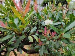 Syzygium grijsii