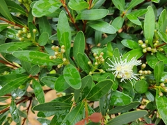 Syzygium grijsii