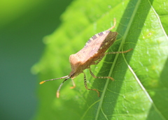 Anasa repetita
