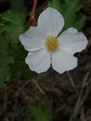 Rubus deliciosus