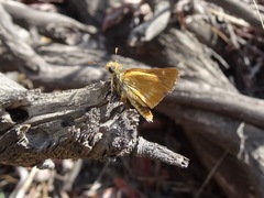 Ochlodes agricola