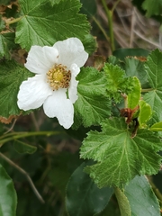 Rubus deliciosus