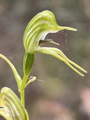 Pterostylis daintreana