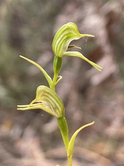 Pterostylis daintreana