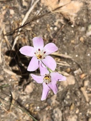 Linanthus orcuttii