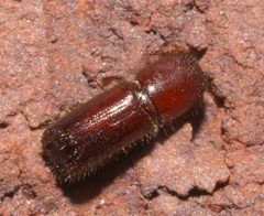 Xyleborus celsus