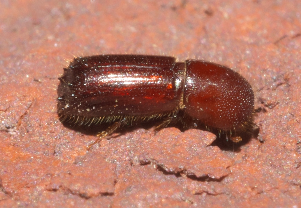 Hickory Timber Beetle