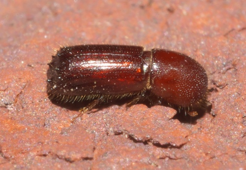 Hickory Timber Beetle