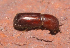 Xyleborus celsus