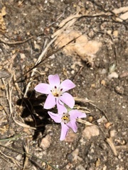 Linanthus orcuttii