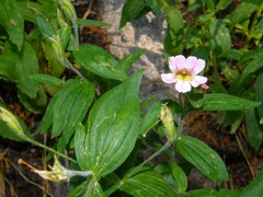 Erythranthe erubescens