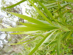 Pouteria salicifolia