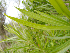 Pouteria salicifolia