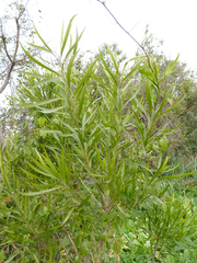 Pouteria salicifolia