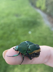 Cotinis mutabilis