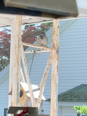 Passer domesticus