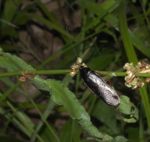 Dark Wood Cockroach photo 4