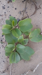 Ipomoea pes-caprae brasiliensis