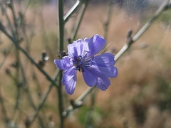 Cichorium intybus
