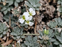 Draba smithii