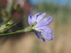 Cichorium intybus