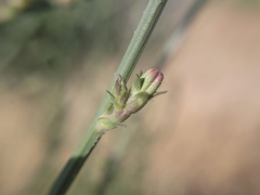 Cichorium intybus