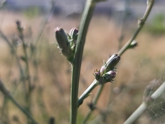 Cichorium intybus