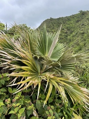 Pritchardia martii