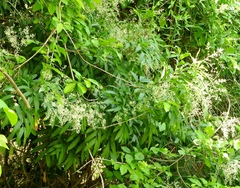 Thouinidium decandrum