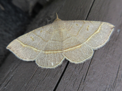 Paracolax trilinealis