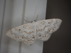 Idaea obfusaria