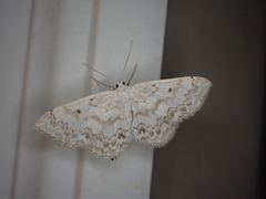 Idaea obfusaria