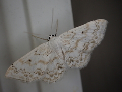 Idaea obfusaria