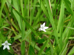 Spigelia loganioides