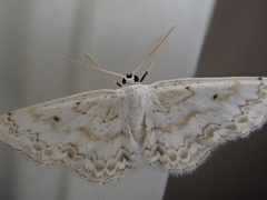 Idaea obfusaria