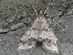 Dolicharthria bruguieralis