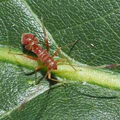 Paraxenetus guttulatus