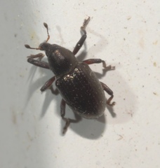 Tyloderma