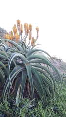 Aloe thraskii