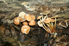 Marasmius cohaerens lachnophyllus