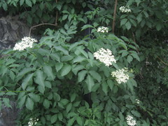 Sambucus nigra