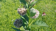 Asclepias syriaca